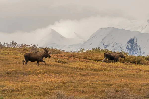 Taureau et vache Alaska Moose — Photo