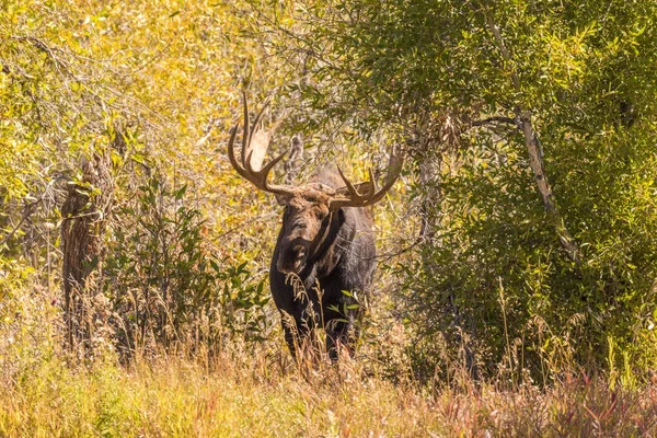 Ein Bulle Shiras Elch Während Der Fallgrube Wyoming — Stockfoto