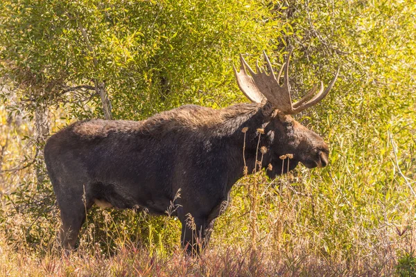 Toro Shiras Alce Durante Caída Rut Wyoming —  Fotos de Stock
