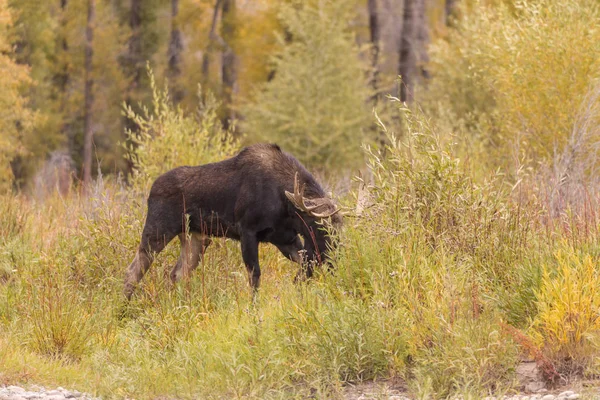 Een Stier Shiras Eland Tijdens Herfst Bronst Wyoming — Stockfoto