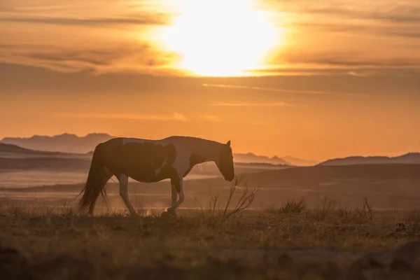 Caballo Salvaje Silueta Colorido Atardecer Desierto — Foto de Stock