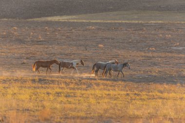 gün batımında Utah çölde Vahşi atlar