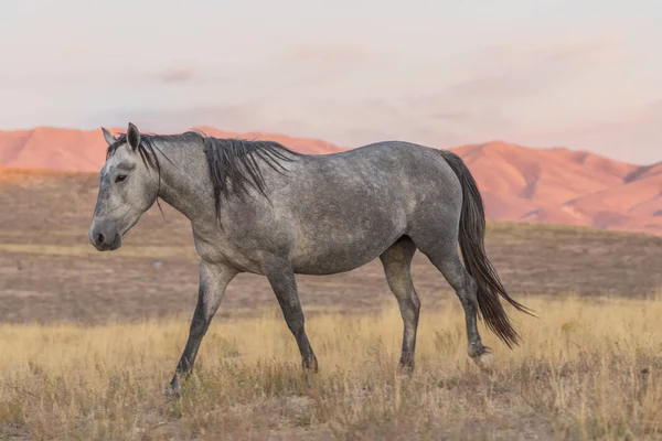 日落时犹他州沙漠中的野马 — 图库照片
