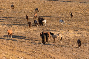 Utah çölde Vahşi atlar sürüsü
