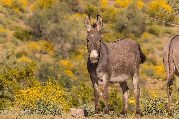 Lindo Burro Salvaje Desierto Arizona Primavera — Foto de Stock