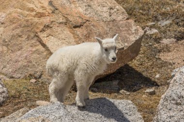 Colorado yüksek ülke çocukta sevimli dağ keçisi