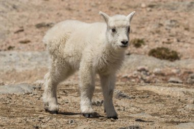 Colorado yüksek ülke çocukta sevimli dağ keçisi