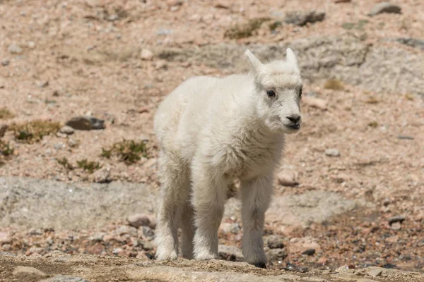 Mignon Enfant Chèvre Montagne Dans Colorado Haut Pays — Photo