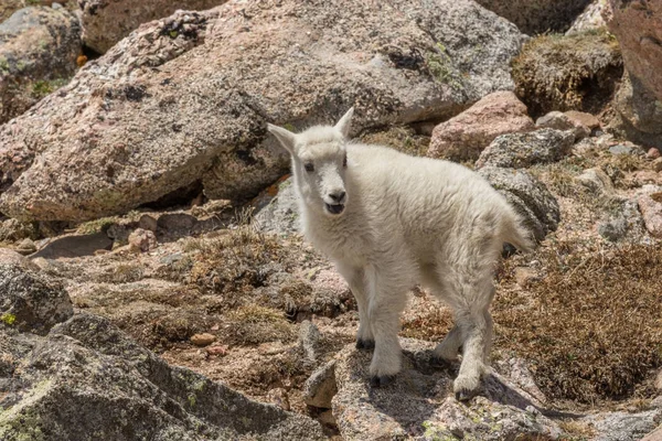 Colorado Yüksek Ülke Çocukta Sevimli Dağ Keçisi — Stok fotoğraf