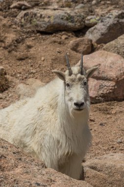 Colorado yüksek ülkede bir dağ keçisi