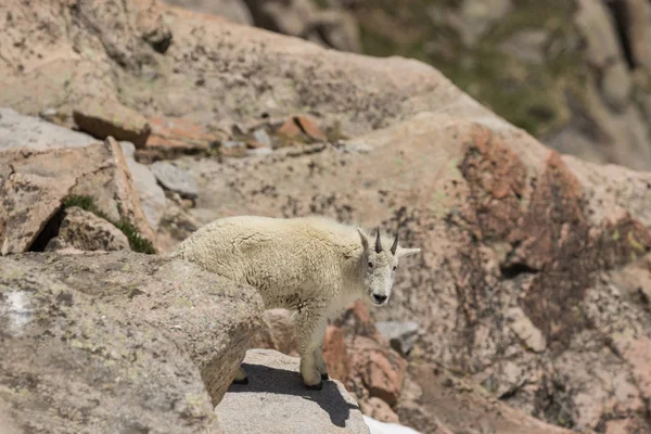 Colorado Nagy Ország Hegyi Kecske — Stock Fotó