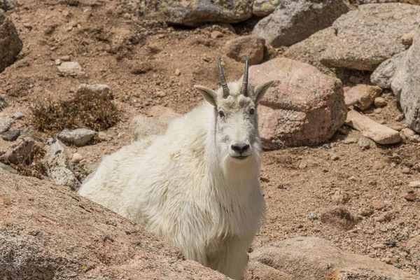 Una Cabra Montaña Alto País Colorado — Foto de Stock