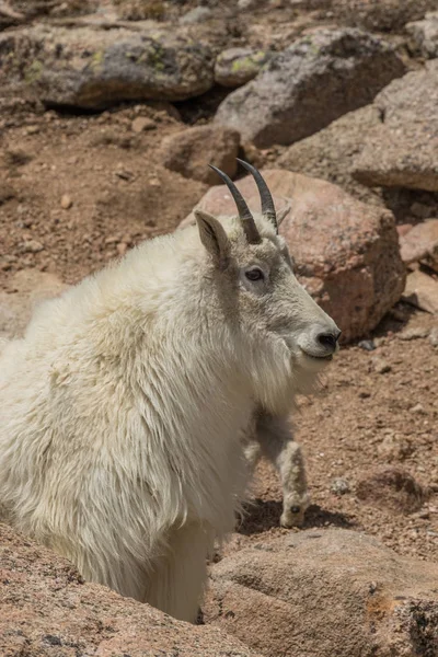 コロラド高原の山ヤギ — ストック写真