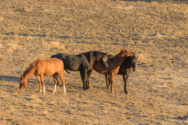 Utah çölünde vahşi atlar