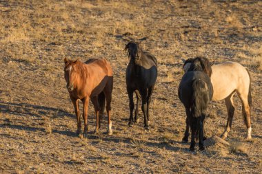 utah Çölü'nde güzel Vahşi atlar
