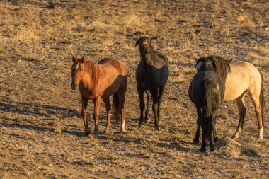 utah Çölü'nde güzel Vahşi atlar