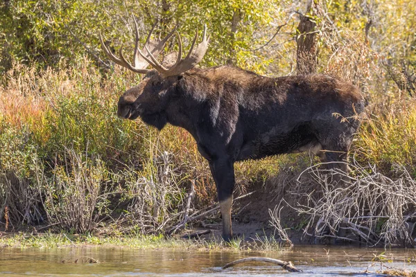 Toro Shiras Alce Durante Caída Rut Wyoming —  Fotos de Stock