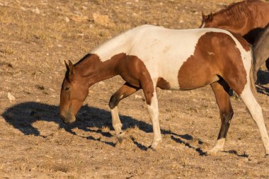 Utah Çölü'nde güzel Vahşi atlar