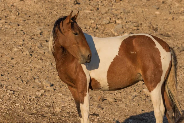 Belo Cavalo Selvagem Deserto Utah — Fotografia de Stock