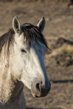 vahşi bir at portresi yakından