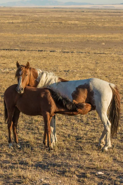 Cavalo Selvagem Égua Potro Amamentando Deserto — Fotografia de Stock