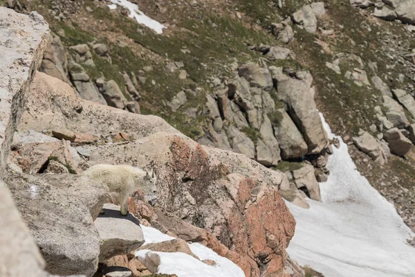 山山羊在科罗拉多高山 — 图库照片