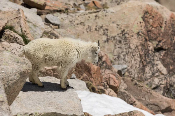 Une Chèvre Montagne Dans Haute Montagne Colorado — Photo