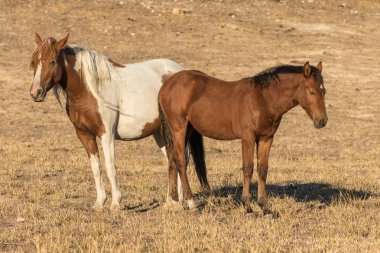 bir kısrak ve onun sevimli yavru çölde