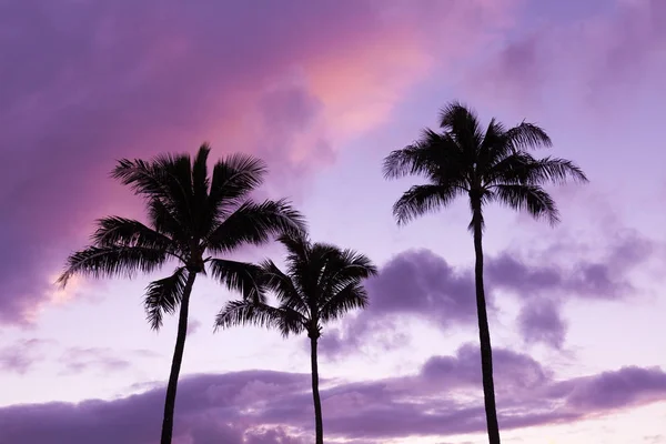 Palmeras Siluetas Colorido Atardecer Maui —  Fotos de Stock