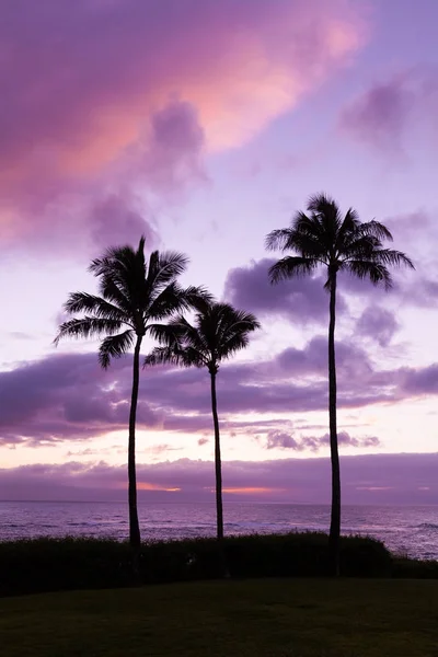 Palmy Sylwetki Kolorowe Maui Sunset — Zdjęcie stockowe