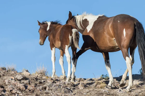Klacz Pięknych Dzikich Koni Jej Śliczne Źrebię — Zdjęcie stockowe