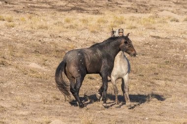 yabani atı aygır hakimiyeti için mücadele bir çift
