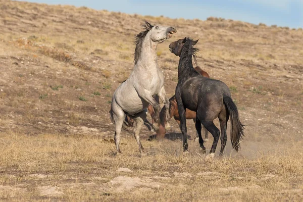 Ett Par Wild Häst Hingstar Kämpar För Dominans — Stockfoto