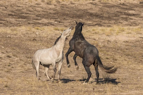 Pair Wild Horse Stallions Fighting Dominance — Stock Photo, Image