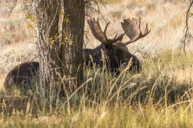 shiras geyik sırasında düşme rut Yataklı bir boğa
