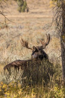 shiras geyik sırasında düşme rut Yataklı bir boğa