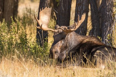 shiras geyik sırasında düşme rut Yataklı bir boğa