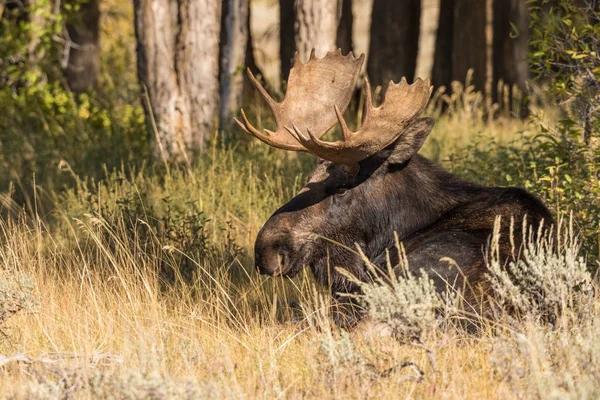 Bull Shiras Moose Bedded Fall Rut — Stock Photo, Image