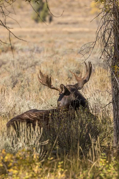 shiras geyik sırasında düşme rut Yataklı bir boğa