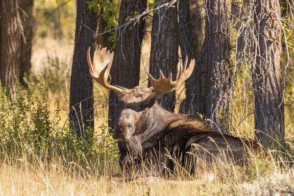 Een Stier Shiras Moose Tijdens Val Sleur Bedden — Stockfoto
