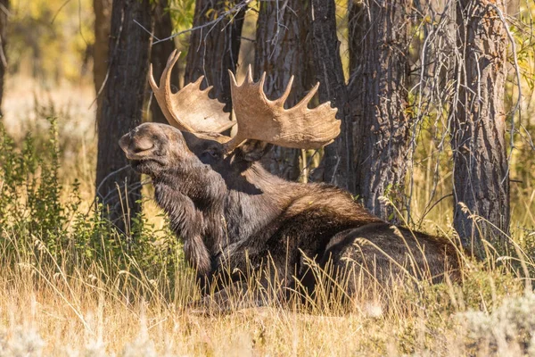 Een Stier Shiras Moose Tijdens Val Sleur Bedden — Stockfoto