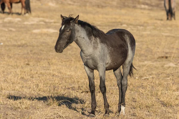 犹他州沙漠中的一匹美丽的年轻野马 — 图库照片