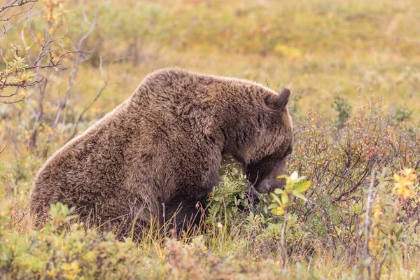 Medvěd Grizzly Aljašce Národní Park Denali Začátkem Podzimu — Stock fotografie