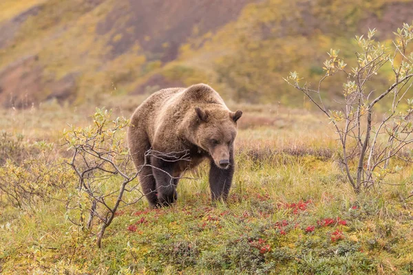 Oso Pardo Parque Nacional Denali Alaska Principios Otoño —  Fotos de Stock