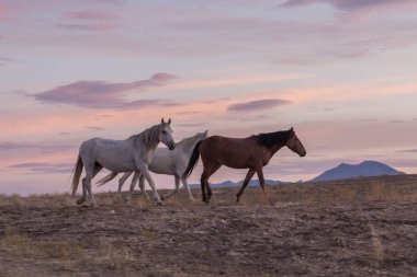 günbatımı Vahşi atlar bir Utah çöl