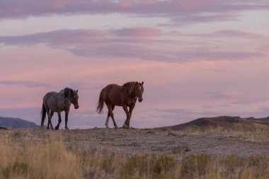 günbatımı Vahşi atlar bir Utah çöl