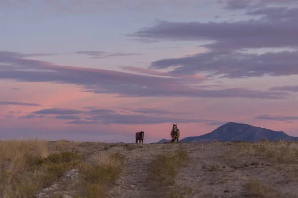 Divocí Koně Utahu Pouštní Sunset — Stock fotografie