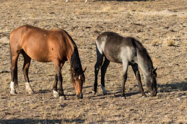 Utah Çölü'nde güzel Vahşi atlar