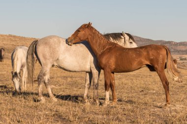 Utah Çölü'nde güzel Vahşi atlar
