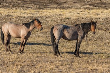 Utah Çölü'nde güzel Vahşi atlar